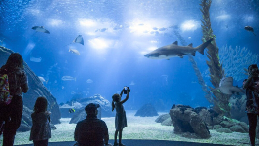 a group of people swimming in the water