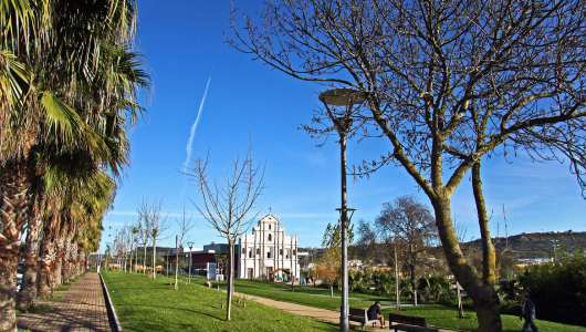 a large tree in a park