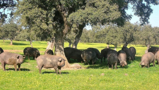 a herd of cattle grazing on a lush green field