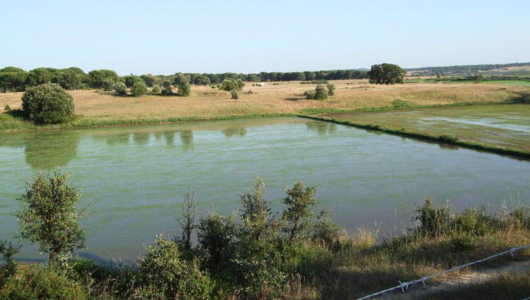 a herd of cattle walking across a river next to a body of water